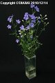 Delphinium SP Super Lavender